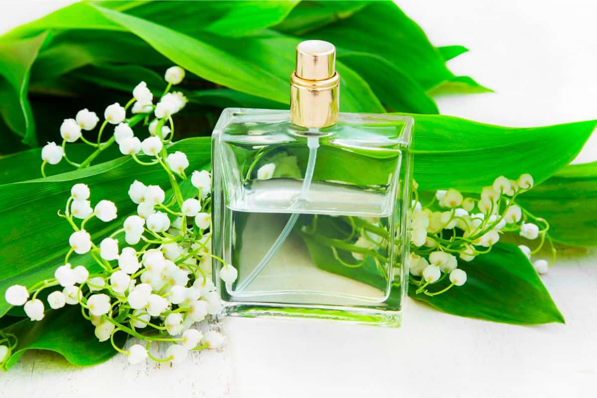 Unique Perfume That Smells Like Lily of the Valley