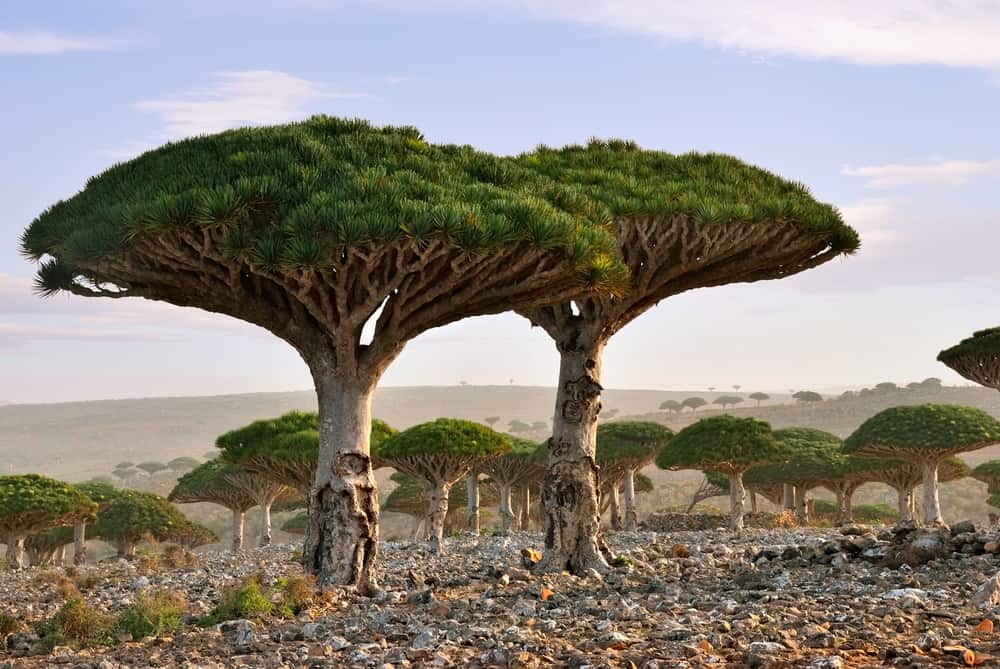 Dragon blood tree